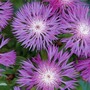 Centaurea dealbata - Seeds