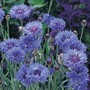 Cornflower 'Jubilee Gem' - Seeds