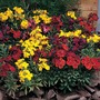 Wallflower 'Tom Thumb Mixed' - Seeds