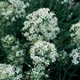 Chives (Chinese) - Seeds