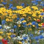 Corn Marigold - Seeds