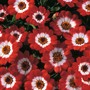Cineraria 'Jester Scarlet'