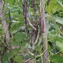Climbing Bean 'Selma Zebra' - Heritage