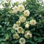 Cobaea scandens f. alba - Seeds