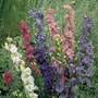 Larkspur 'T&M Improved' - Seeds