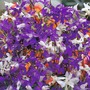 Larkspur 'Cloudy Skies Mixed'