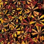 Coreopsis tinctoria 'Quills and Thrills Mixed' - Seeds