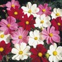 Cosmos bipinnatus 'Gazebo Mixed' - Seeds