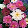 Cosmos bipinnatus 'Double Click' - Seeds