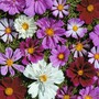 Cosmos bipinnatus 'Double All Sorts Mixed' - Seeds