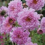 Cosmos bipinnatus 'Double Click Rose Bonbon' - Kew Flowerhouse Seed Collection