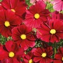 Cosmos bipinnatus 'Rubenza' - Seeds