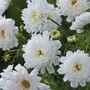 Cosmos bipinnatus 'Double Click Snow Puff' - Seeds