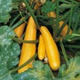 Courgette 'Parador' F1 Hybrid - Seeds