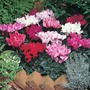 Cyclamen persicum grandiflorum 'Lazer Mixed' F1 Hybrid