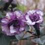 Datura metel 'Double Blackcurrant Swirl' - Seeds