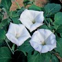 Datura meteloides 'Evening Fragrance' - Seeds