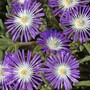 Delosperma floribunda 'Stardust' - Seeds