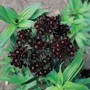 Dianthus barbatus nigrescens 'Sooty' - Seeds