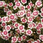 Dianthus deltoides 'Arctic Fire' - Seeds