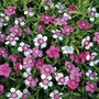 Dianthus deltoides 'Micro Chips' - Seeds