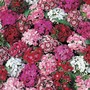 Dianthus barbatus 'Summer Sundae' - Seeds