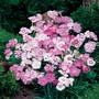 Dianthus plumarius 'Sweetness Mixed' - Seeds