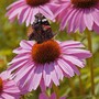 Echinacea purpurea 'Pink Parasol' - Seeds