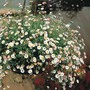 Erigeron karvinskianus 'Profusion' - Seeds