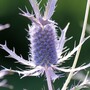 Eryngium leavenworthii