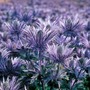 Eryngium alpinum 'Blue Lace'