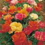 Californian Poppy 'Monarch Mixed' - Seeds