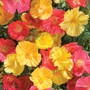 Californian Poppy 'Fruit Crush' - Seeds