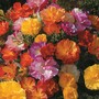 Californian Poppy 'Jelly Beans' - Seeds