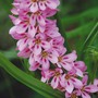 Francoa sonchifolia 'Pink Giant' - Seeds