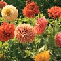 Gaillardia pulchella 'Razzledazzle' - Seeds