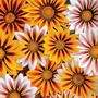 Gazania 'Tiger Stripes Mixed' - Seeds