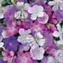 Geranium 'Reflections' - Seeds