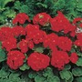 Geranium 'Moulin Rouge' F1 Hybrid - Seeds