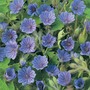 Geranium bohemicum 'Orchid Blue' - Seeds
