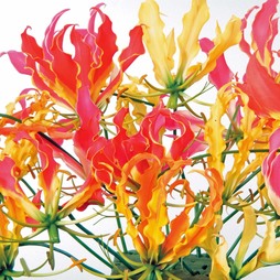 Glory Lily (Mixed) - Seeds