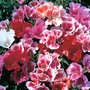 Clarkia 'Thoroughly Modern Millie' - Seeds