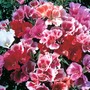 Clarkia 'Thoroughly Modern Millie' - Seeds