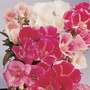 Clarkia 'Improved Dwarf Mixed'