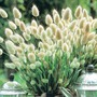 Grass Hare's Tail