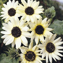 Sunflower 'Italian White' - Seeds