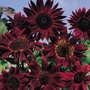 Sunflower 'Claret' F1 Hybrid - Seeds