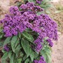 Heliotrope 'Dwarf Marine' - Seeds