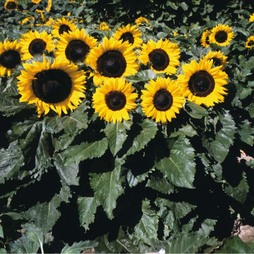 Sunflower 'Little Dorrit' F1 Hybrid - Seeds