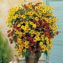 Helenium autumnale 'Sunshine Hybrids'